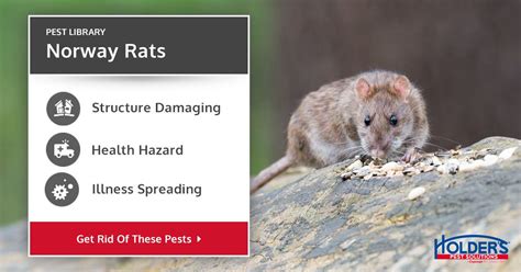 how to identify a rat in bitlife